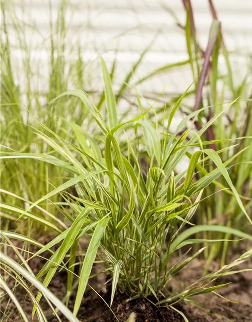 Garten-Ziergras 'Aureola'