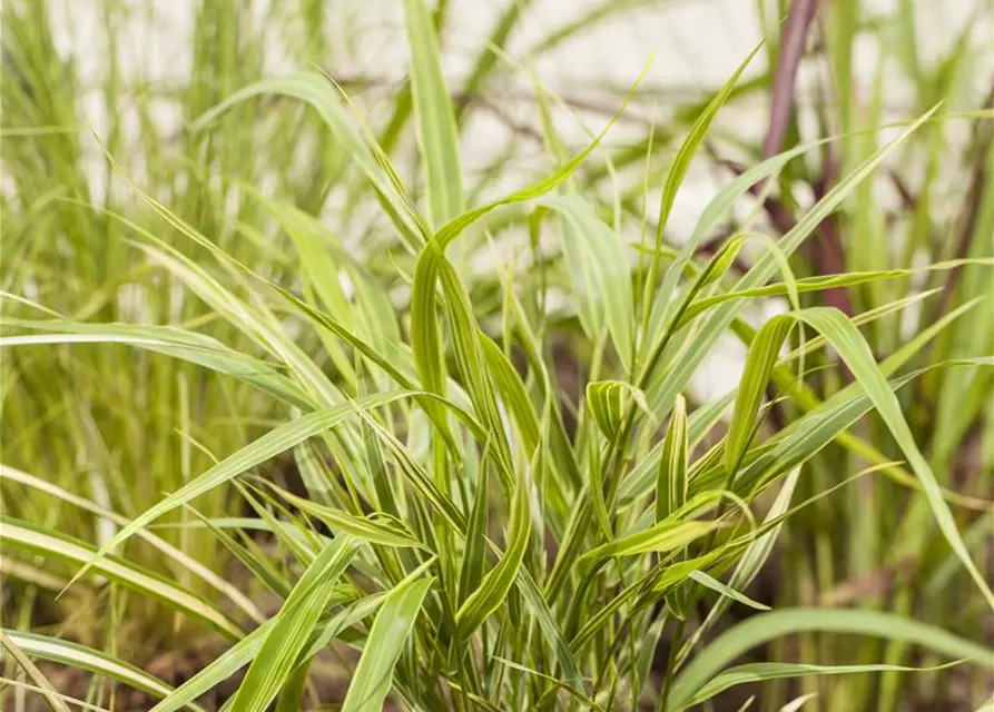 Garten-Ziergras 'Aureola'