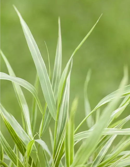 Garten-Ziergras 'Aureola'
