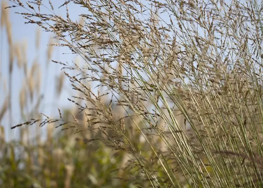 Hohes Garten-Pfeifengras 'Windspiel'