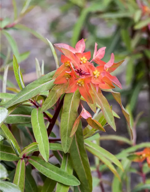 Garten-Wolfsmilch 'Fireglow'