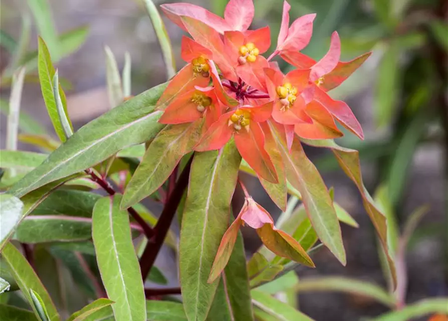 Garten-Wolfsmilch 'Fireglow'