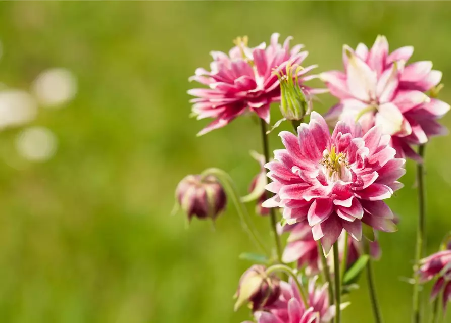 Langspornige Garten-Akelei 'Nora Barlow'