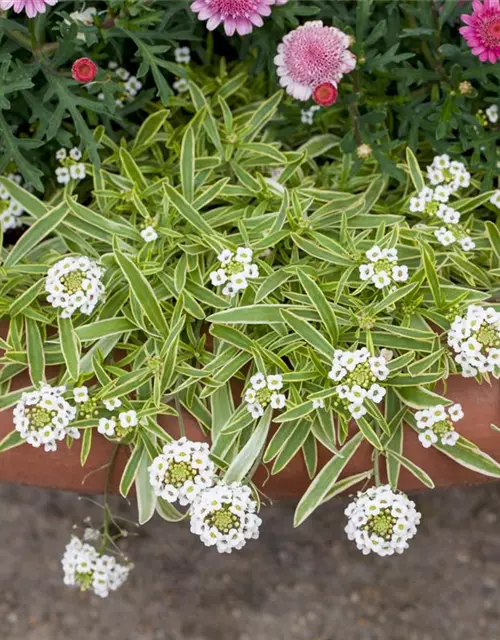 Iberis sempervirens 'Fischbeck'