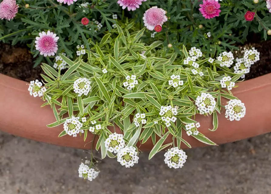 Iberis sempervirens 'Fischbeck'