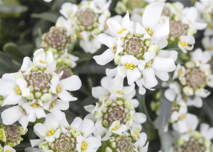 Iberis sempervirens 'Fischbeck'
