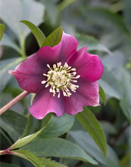 Helleborus x orientalis 'Pretty Ellen Red'
