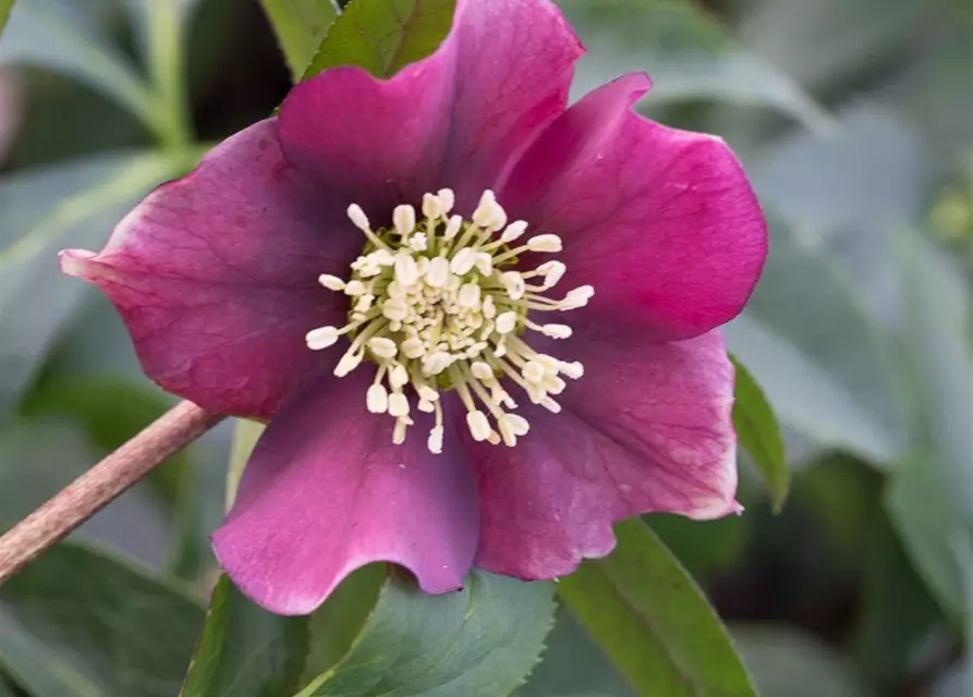 Helleborus x orientalis 'Pretty Ellen Red'