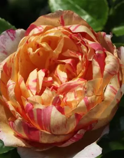 Kletterrose 'Julie Andrieu'®