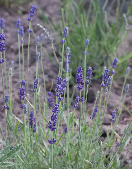 Lavandula angustifolia 'Imperial Gem'