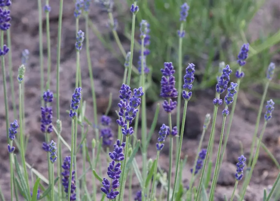 Lavandula angustifolia 'Imperial Gem'