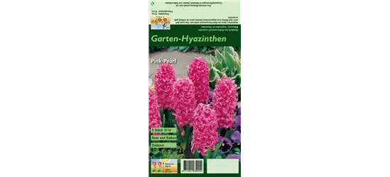 Hyazinthe 'Pink Pearl'