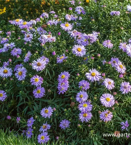 Garten-Kissen-Aster 'Zwergenhimmel'