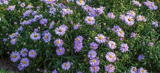 Garten-Kissen-Aster 'Zwergenhimmel'