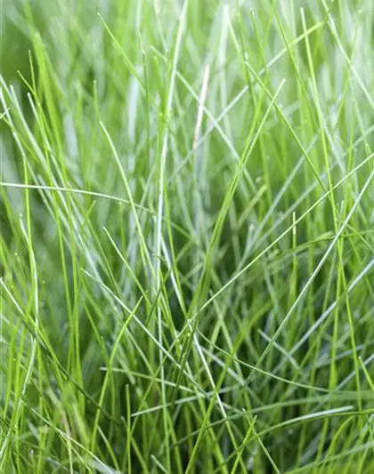 Nadelsimse Nadelsimse