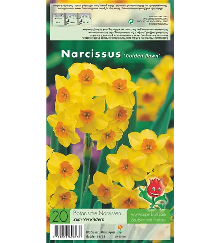Narzisse 'Golden Dawn'