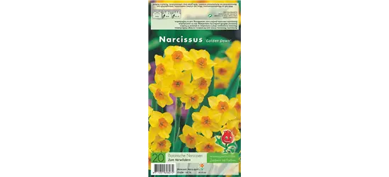 Narzisse 'Golden Dawn'