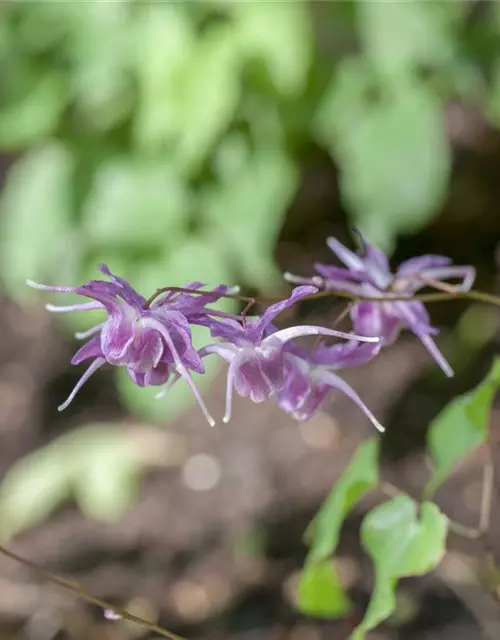 Großblütige Garten-Elfenblume 'Lilafee'