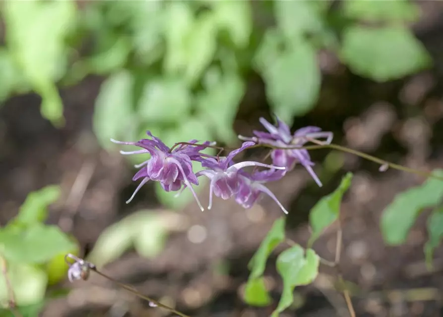 Großblütige Garten-Elfenblume 'Lilafee'