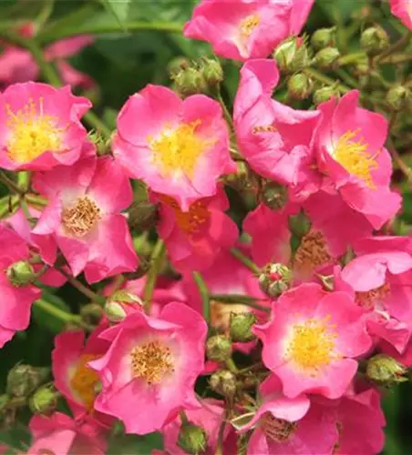 Kletterrose 'Maria Lisa' Kletterrose 'Maria Lisa'