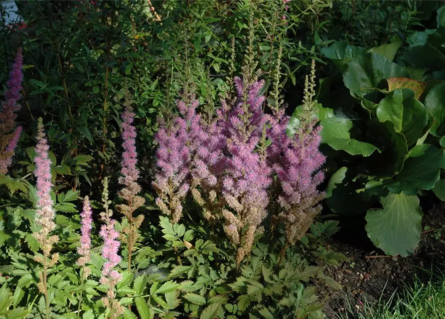 Kerzenspiere 'Superba'
