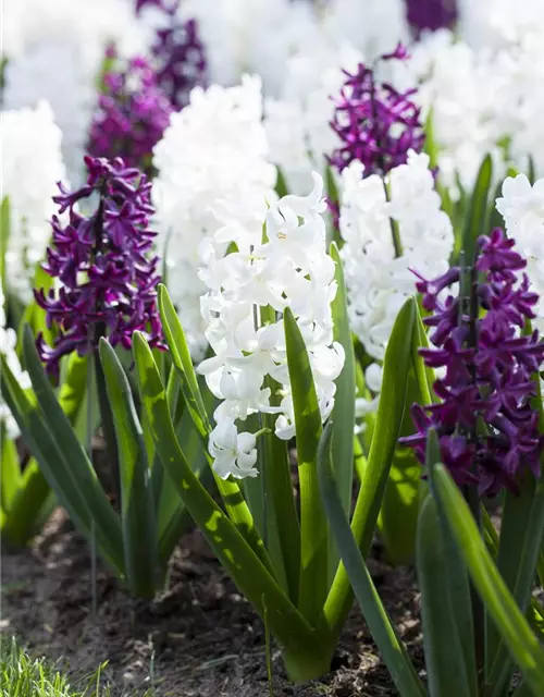 Hyazinthe 'Carnegie'