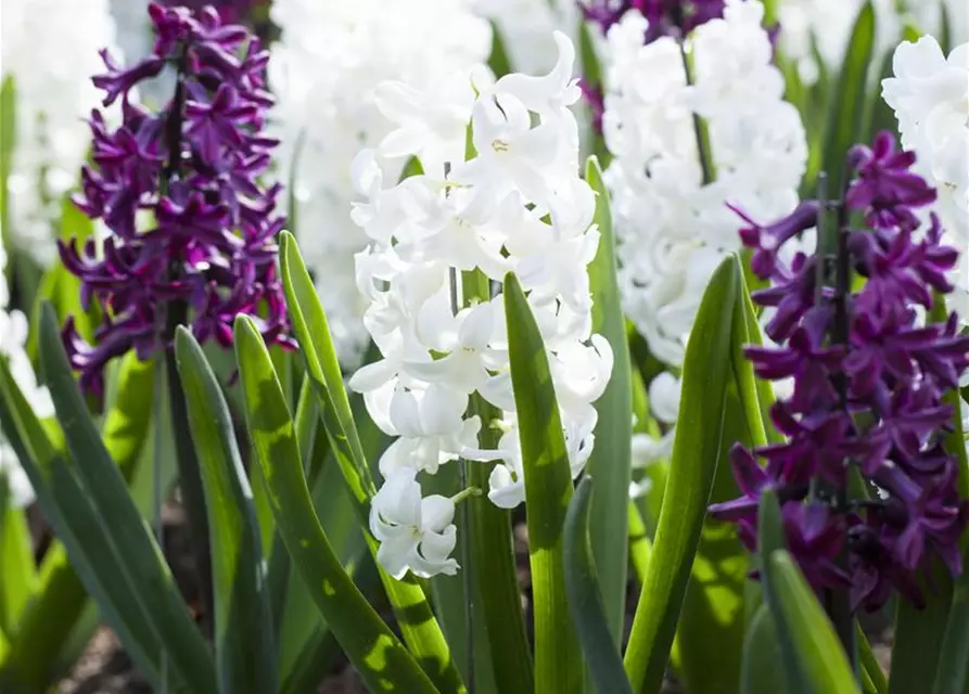 Hyazinthe 'Carnegie'