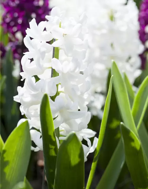 Hyazinthe 'Carnegie'