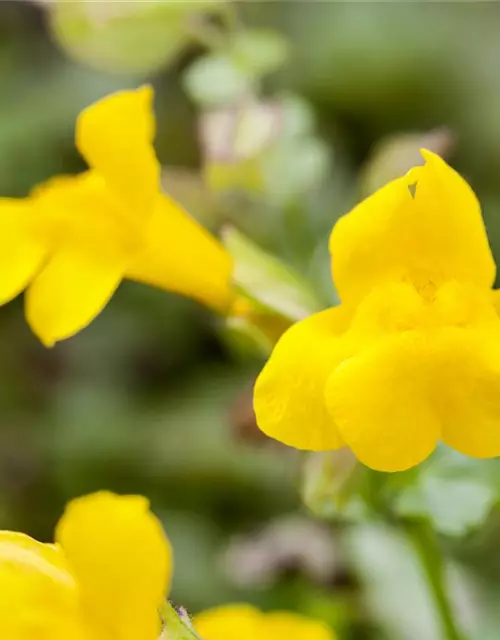 Gelbblühende Gauklerblume