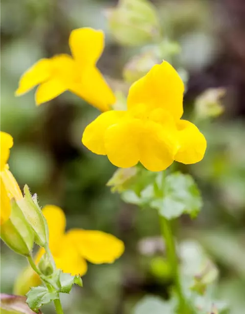 Gelbblühende Gauklerblume