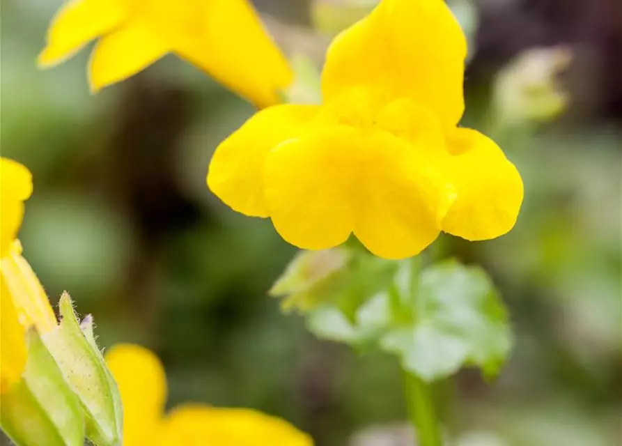 Gelbblühende Gauklerblume