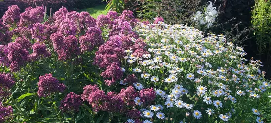 Hohe Flammenblume Hohe Flammenblume