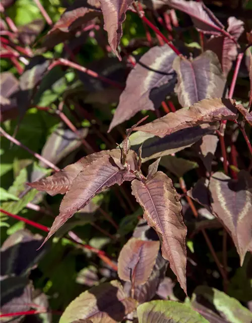 Kleinköpfiger Knöterich 'Red Dragon'