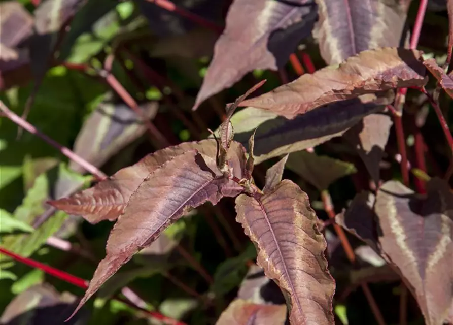 Kleinköpfiger Knöterich 'Red Dragon'