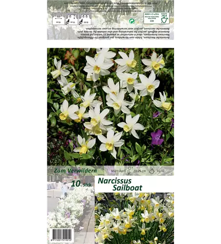 Narzisse 'Sailboat'