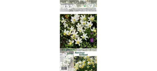 Narzisse 'Sailboat'