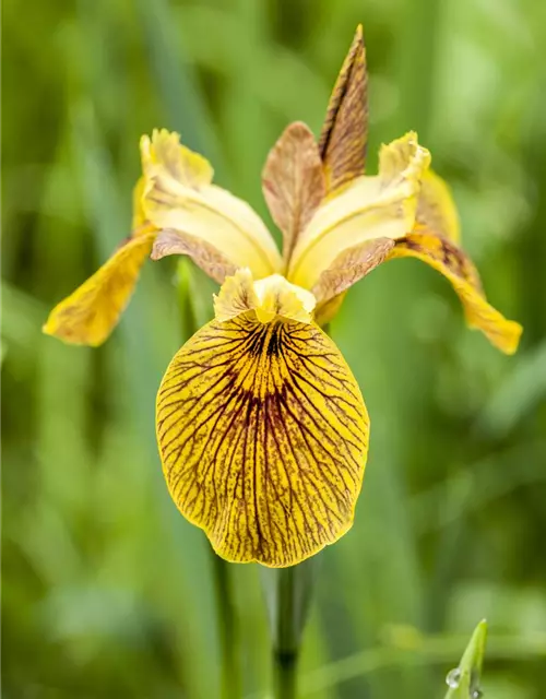 Iris pseudacorus