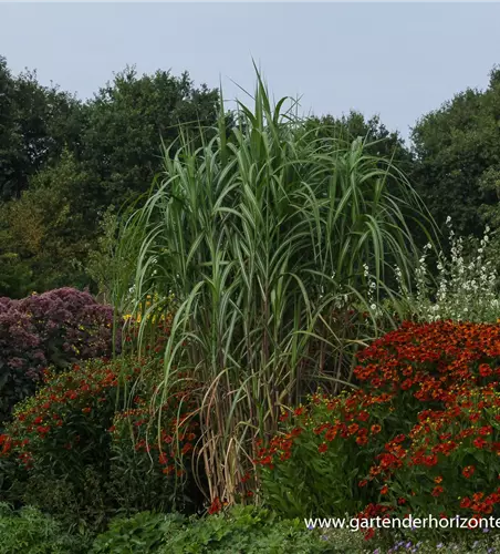 Hohes Garten-Chinaschilf 'Aksel Olsen' Hohes Garten-Chinaschilf 'Aksel Olsen'