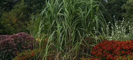 Hohes Garten-Chinaschilf 'Aksel Olsen' Hohes Garten-Chinaschilf 'Aksel Olsen'