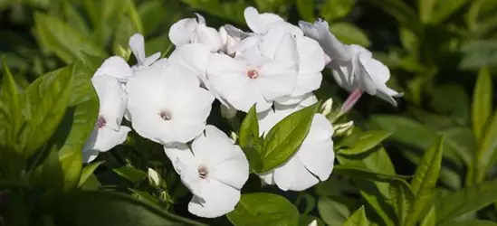 Hohe Garten-Flammenblume