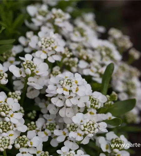 Iberis sempervirens 'Zwergschneeflocke'