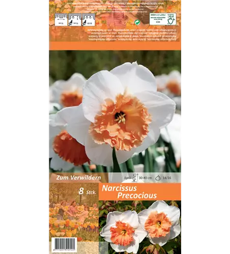 Narzisse 'Precocious'