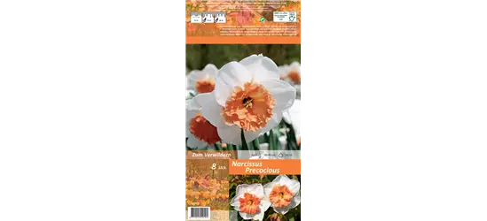 Narzisse 'Precocious'