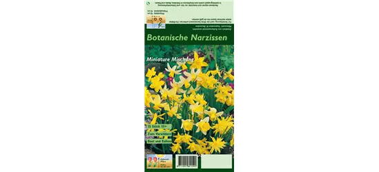 Narzisse 'Botanische Mischung'