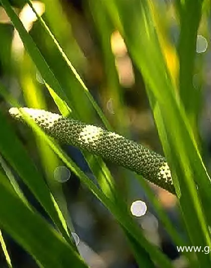 Kolbenblütiger Kalmus Kolbenblütiger Kalmus