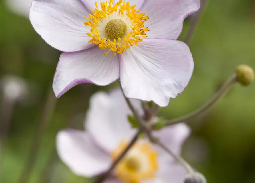 Herbst-Anemone