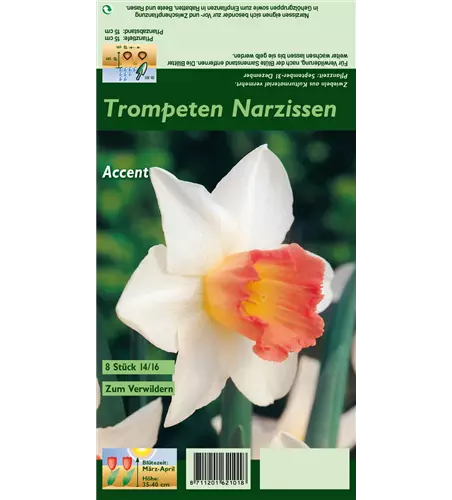 Narzisse 'Accent'