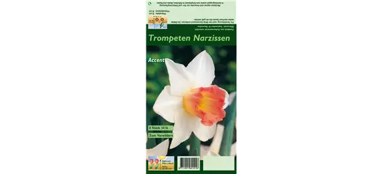 Narzisse 'Accent'