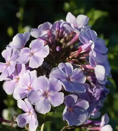 Hohe Garten-Flammenblume