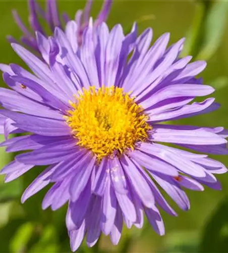 Niedrige Garten-Aster 'Dunkle Schöne'